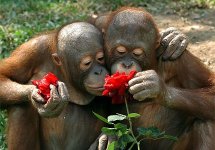 Valentinstag- 11/36 KB